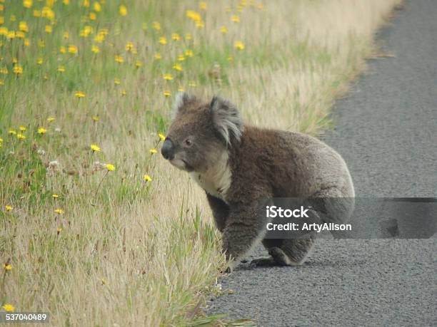 Koala Bear Stock Photo - Download Image Now - Koala, Crossing, Road