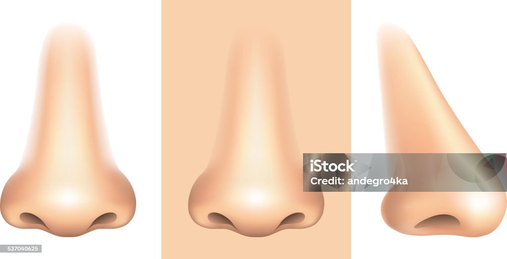 Nose isolated on white vector Nose isolated on white photo-realistic vector illustration Nose stock vector