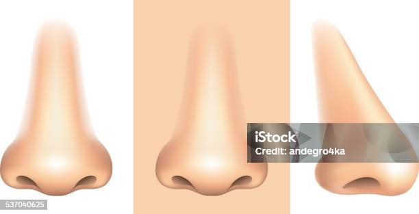 Nose Isolated On White Vector Stock Illustration - Download Image Now - Nose, Human Nose, Cut Out