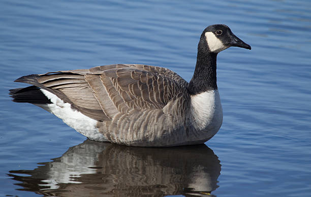 istock Canadian Goose swimming 537040673