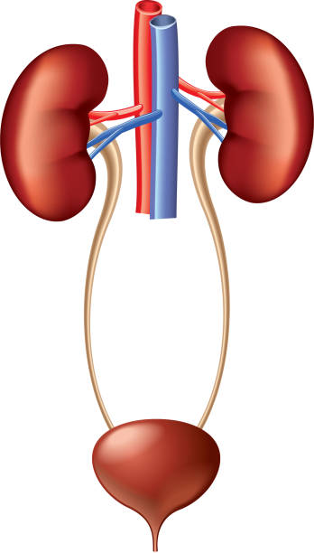 Bекторная иллюстрация Мочевыделительная система Анатомия изолированные на белом ВЕКТОР