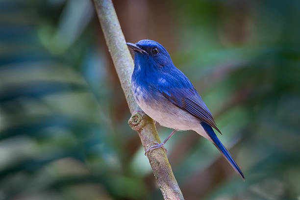 istock Portrait of Hainan blue flycatcher (Cyornis hainanus) 537040929