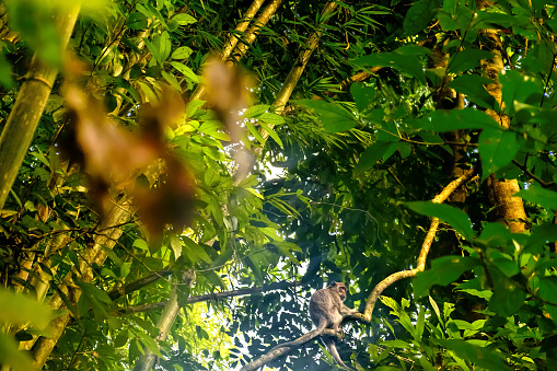 Monkey looking away while sitting on a tree top, seen in the tropical jungle at day.