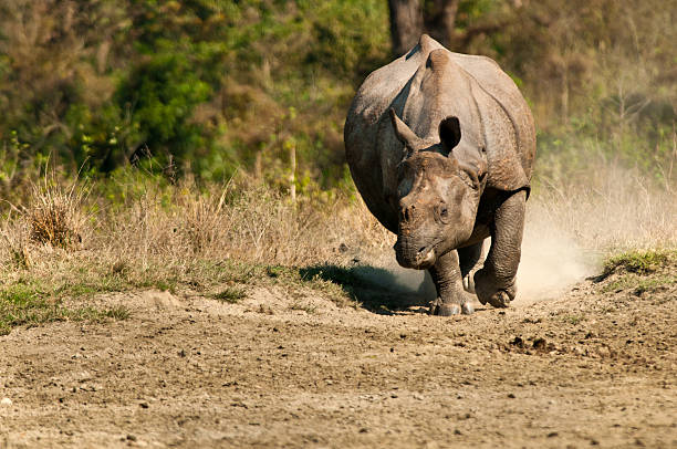 istock Rhino charging in a national park in India 537043567