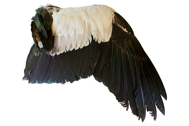 istock Bird wings isolated on white background 537045419