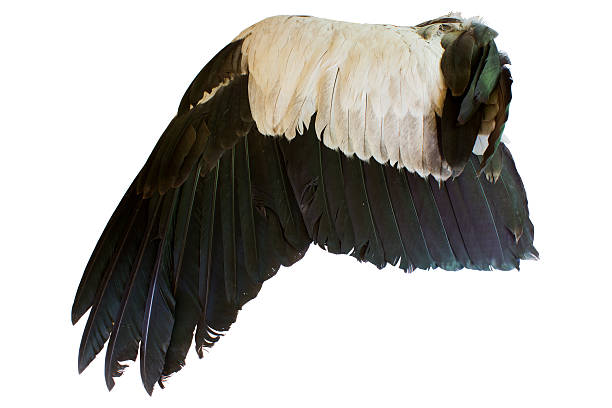 istock Bird wings isolated on white background 537045423