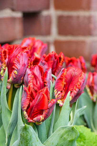 istock Red parrot tulips in bloom 537045617