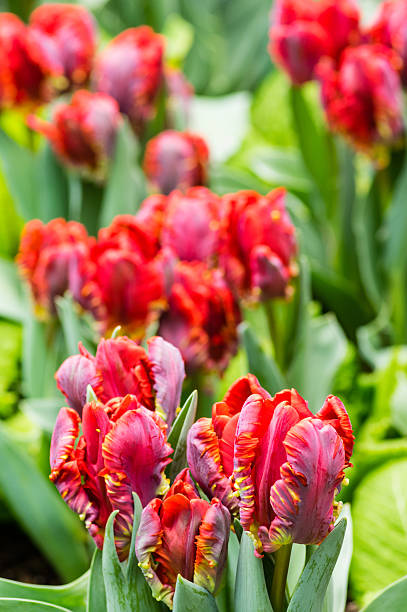 Group of red blooming parrot tulip flowers