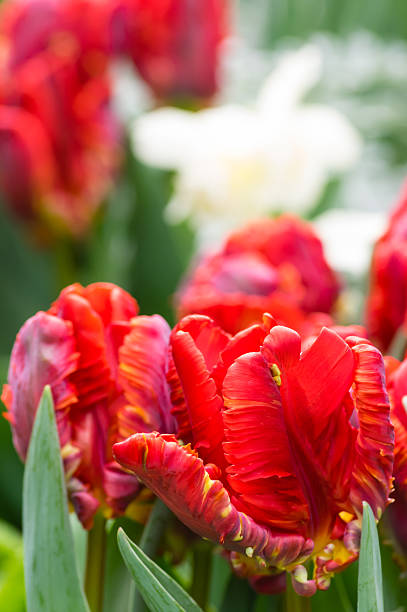 istock Group of red parrot tulips in bloom 537045623