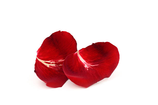 istock Petals of roses for valentine's day 537045779