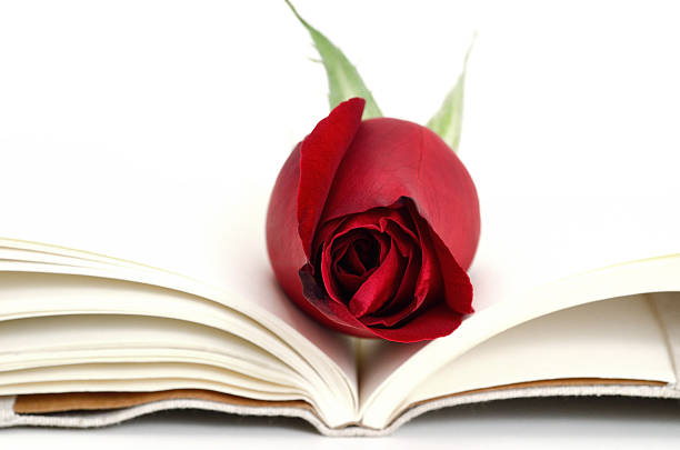 istock Red rose put in a book for valentine's gift 537045795