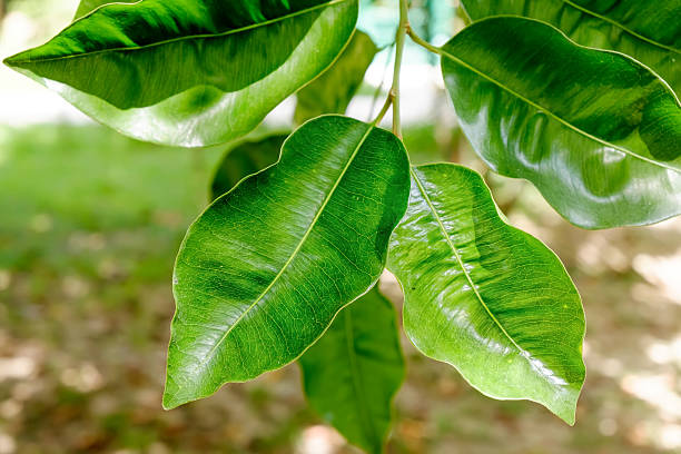 abstracto fondo con hojas de ficus del árbol. - beech leaf isolated leaf new fotografías e imágenes de stock