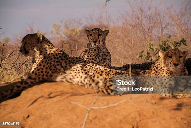 Cheetah Family Relax Under A Tree Stock Photo - Download Image Now - 2015, Affectionate, Africa
