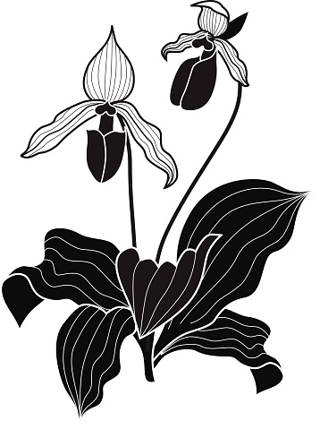 A vector illustration of a north American lady slipper flower in black and white. The lady slipper is an endangered species of woodland plants. An EPS file and a large jpg are included in this download.