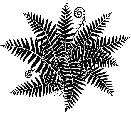 A vector illustration of a forest fern plant in black and white. An EPS file and a large jpg are included in this download.