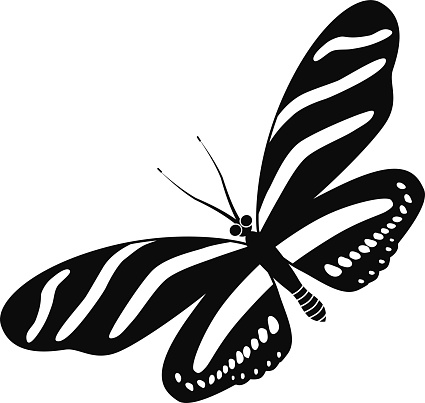 A vector illustration of zebra longwing butterfly in black and white. An EPS file and a large jpg are included in this download.