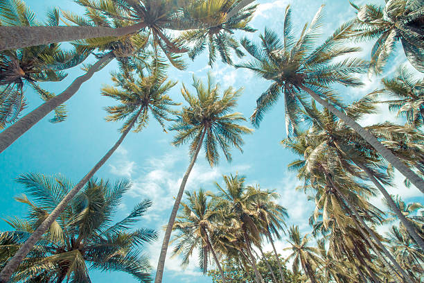 palmeras tropicales. - us virgin islands fotografías e imágenes de stock