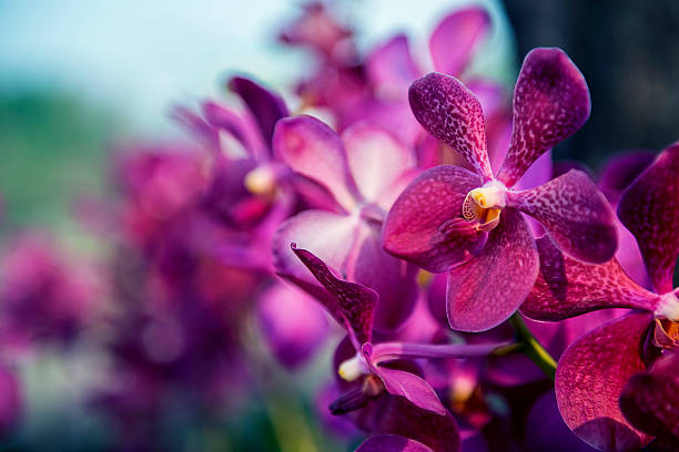 istock Beautiful Purple orchid flower tree. filter : cold tone effect. 537047085