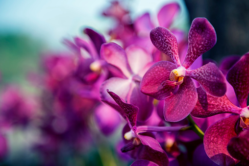 The natural texture of pink phalaenopsis orchids is close-up and copy space