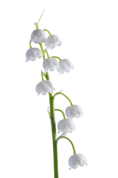 istock Lily of the Valley 537052926