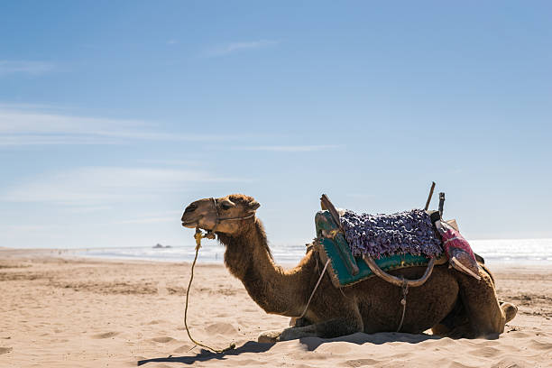 Arabian camel beach stock photo