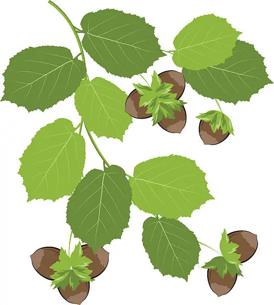 Vector illustration of hazelnut branch