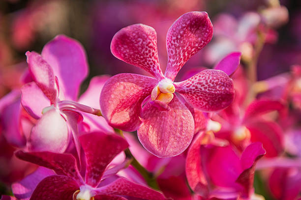 istock Beautiful Purple orchid flower tree 537059571
