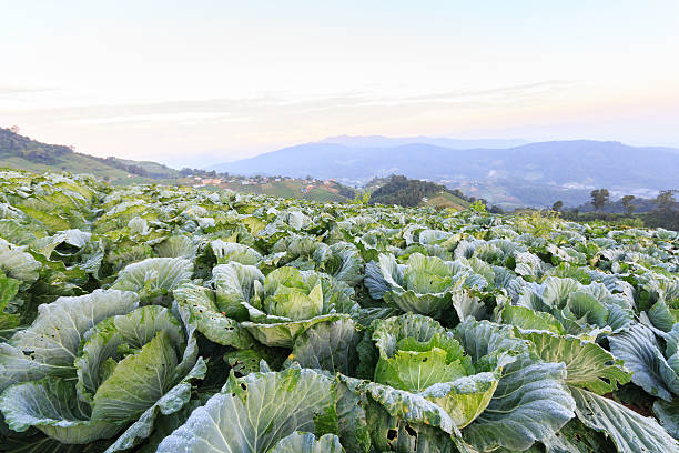 istock Cabbage field in the morning and sunrise 537060031
