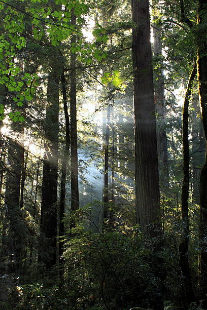 istock Redwood National Park 537060043