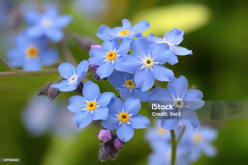forget-me-not Closeup of blue flowers  forget-me-not (Myosotis sylvatica) Forget-Me-Not Stock Photo