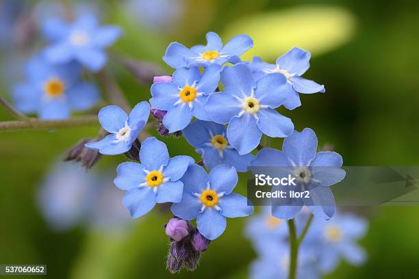 Forgetmenot Stock Photo - Download Image Now - Forget-Me-Not, Flower, Blue