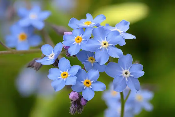 Closeup of blue flowers  forget-me-not (Myosotis sylvatica)