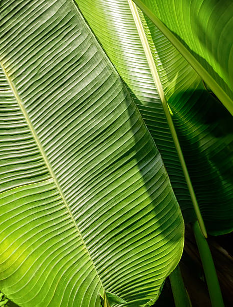 fondo abstracto verde hoja de banana. - banana plantation green tree fotografías e imágenes de stock