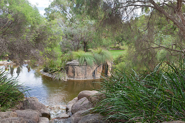 istock Xanthorrhoea plants at Kings Park, Perth, Western Austalia 537061713