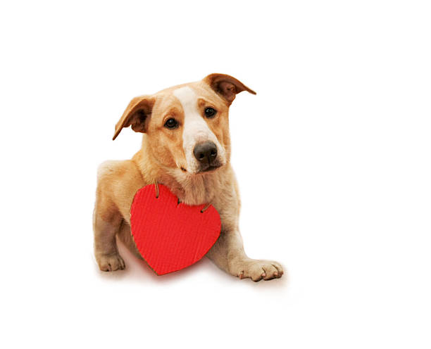 istock dog with a cardboard heart on his chest 537064179