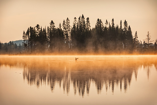 Landscape photo of a misty lake and a duck in Algonquin Provincial Park, Ontario, Canada during sunrise.