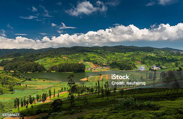 Tea Plantations Around The Emerald Lake In Ooty Stock Photo - Download Image Now - Western Ghats, 2015, Agriculture