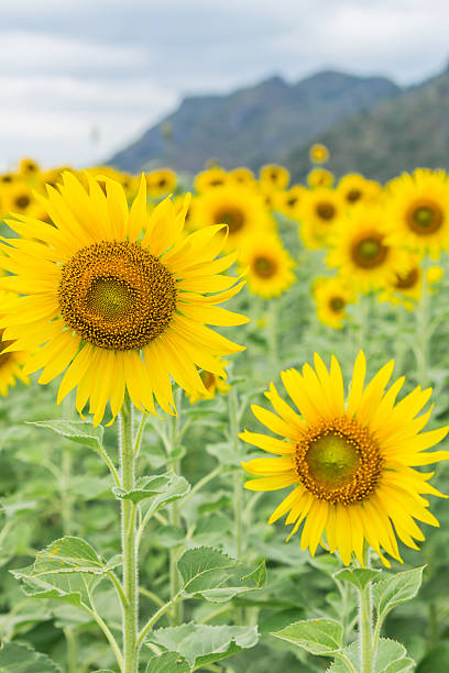 istock Sunflower in the garden. 537072999