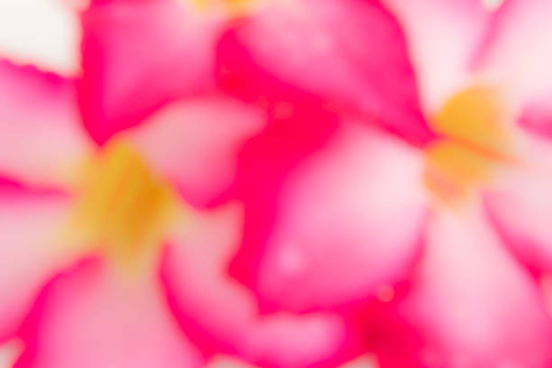 istock Blurred background of Desert Rose. 537074799