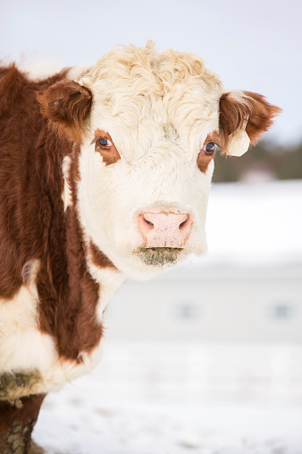 Close-up of a Hereford cow taken in winter.