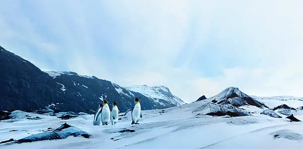 A small group of penguins on a tundra landscape.