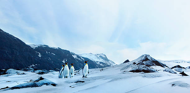 pinguins na tundra de inverno - pinguim de schlegel - fotografias e filmes do acervo