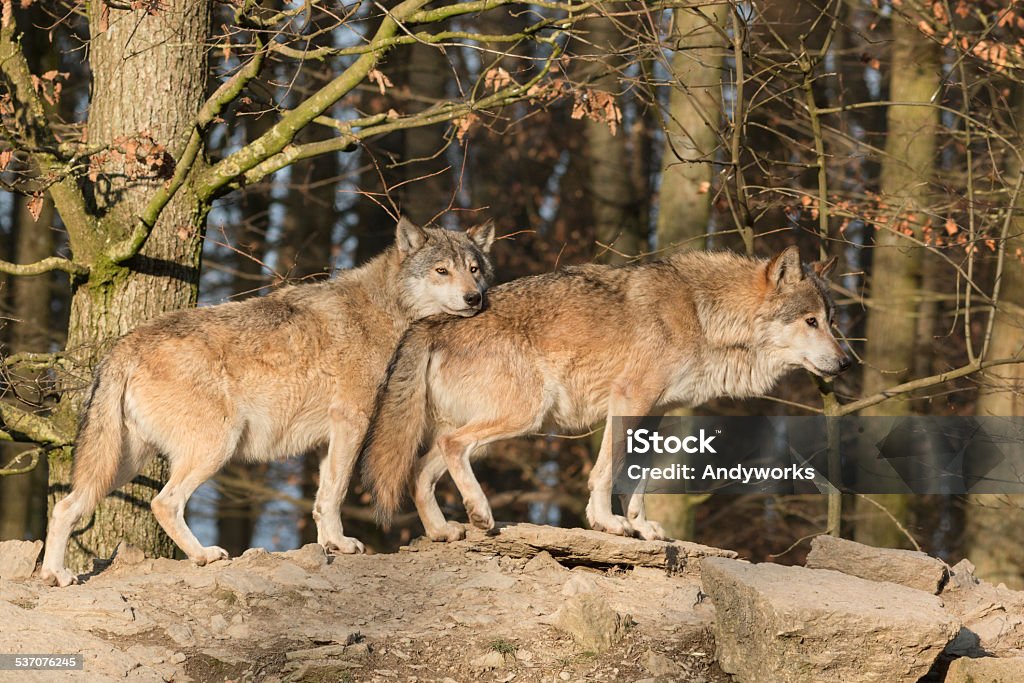 Zwei kanadische Timber Wolves - Lizenzfrei 2015 Stock-Foto