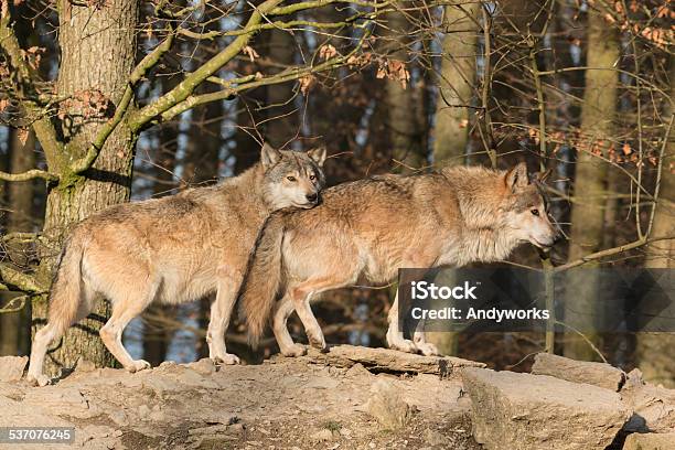 Zwei Kanadische Timber Wolves Stockfoto und mehr Bilder von 2015 - 2015, Baum, Fels