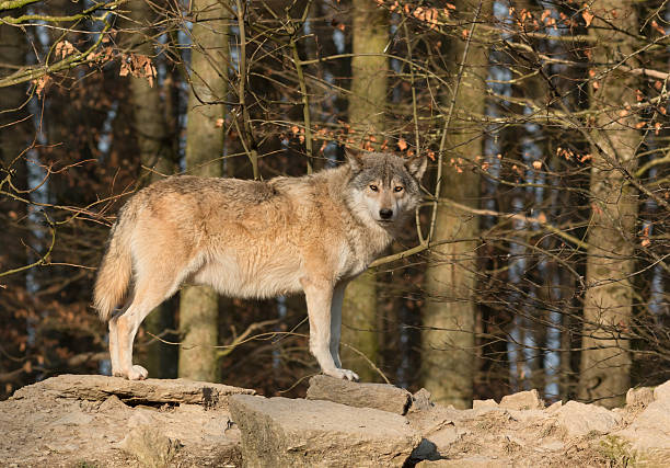 istock Beautiful Canadian Timber Wolf 537076641