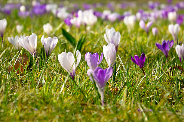 istock Crocuses in the garden 537076961