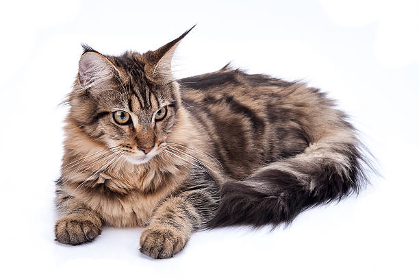 istock Maine coon cat, sitting and facing, isolated on white 537077181
