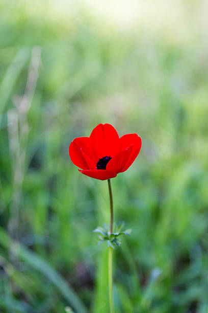 istock Wild poppy flower . 537078133
