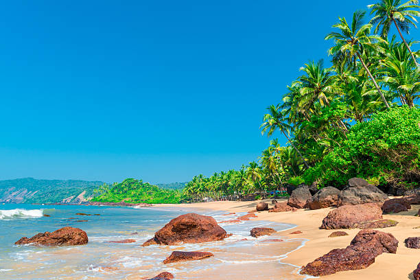 istock tall green palm trees and beautiful turquoise sea 537078189