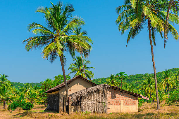 istock abandoned building in a coconut grove in the tropics 537078199